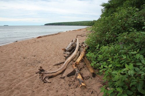 A sandy beach with driftwood and green foliage, overlooking a calm body of water under a cloudy sky.