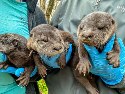 Three otter pups are being held by people wearing blue gloves, surrounded by greenery.
