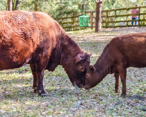 Two brown cows gently touching heads in a grassy area with trees and a fence in the background.