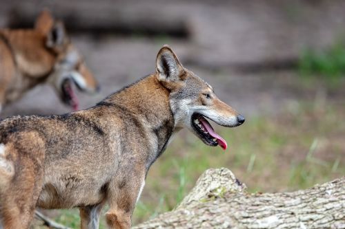 Two wolves in a natural setting, one in profile with its tongue out, and a blurred wolf in the background.