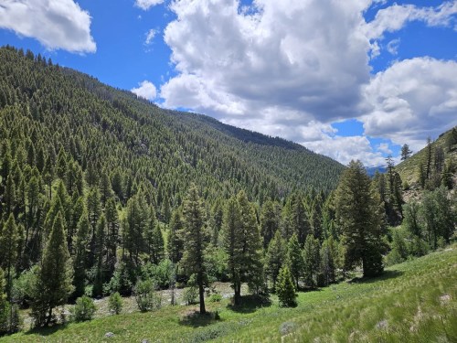 Lush green mountainside with dense pine trees under a bright blue sky filled with fluffy white clouds.