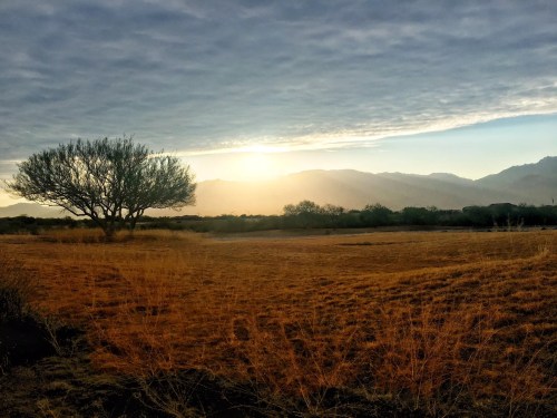 A serene landscape featuring a lone tree against a backdrop of mountains and a cloudy sky at sunset.