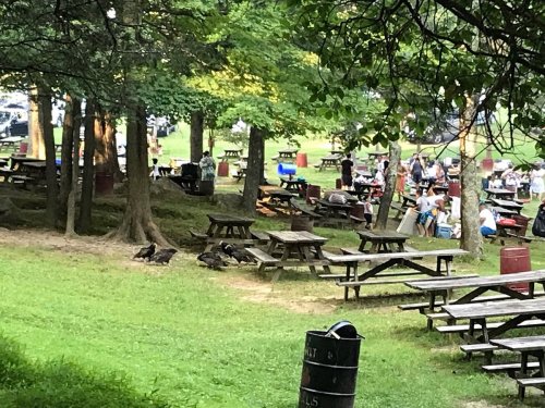 A picnic area with wooden tables, people enjoying a gathering, and a few birds on the grass among trees.