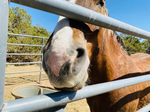 A close-up of a brown horse's face resting against a metal fence in a sunny outdoor setting.
