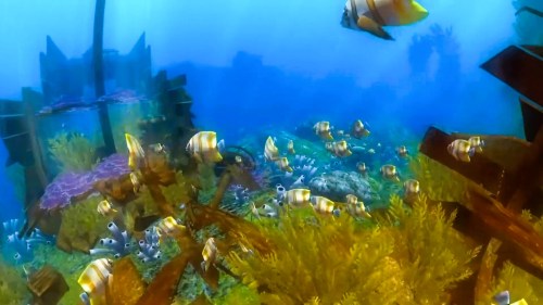 A vibrant underwater scene with colorful fish swimming among coral and seaweed.