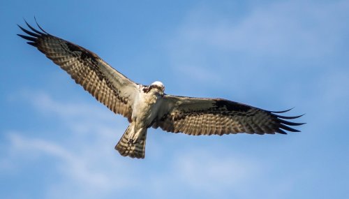 A hawk soaring in a clear blue sky, wings spread wide, showcasing its feathers.