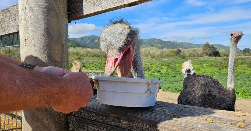 A person feeds an ostrich from a bowl, with other ostriches in the background and a green landscape.