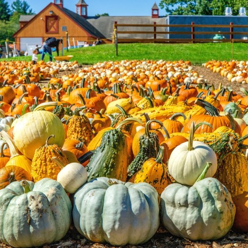 A vibrant pumpkin patch with various pumpkins in shades of orange, white, and green, set against a barn backdrop.