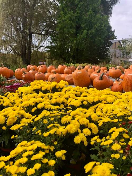 A vibrant display of yellow flowers in the foreground with pumpkins stacked in the background under a tree.