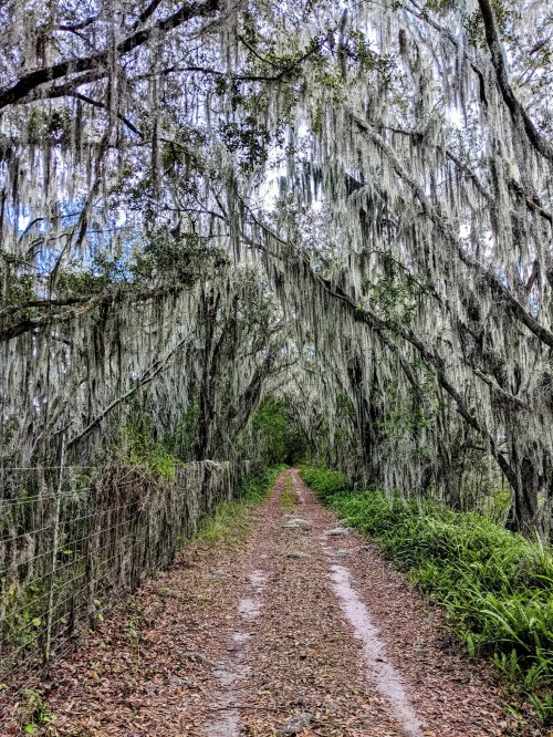 A dirt path lined with trees draped in Spanish moss, creating a serene, shaded tunnel effect.