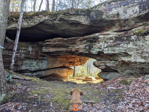 A dog sits in front of a large rock formation in a forest, looking out at a sunny clearing.