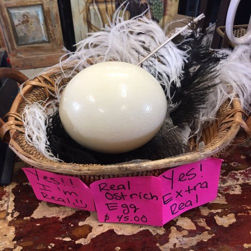 A large ostrich egg in a basket with black feathers, accompanied by signs stating it's real and priced at $45.