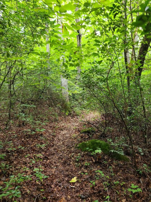 A narrow dirt path winds through a lush green forest, surrounded by trees and dense foliage.