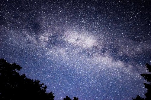 A starry night sky filled with countless stars and a faint Milky Way, framed by silhouetted tree tops.