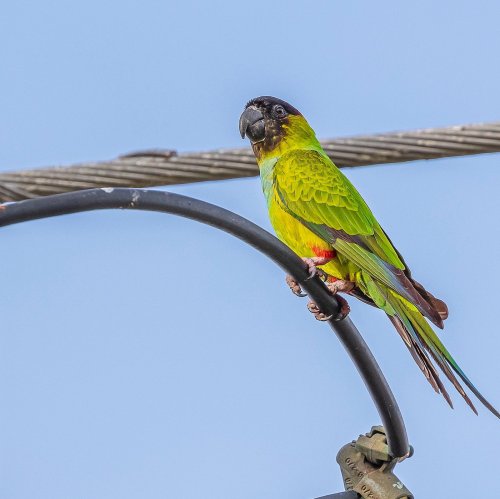 A colorful parrot perched on a wire, showcasing vibrant green and yellow feathers against a blue sky.