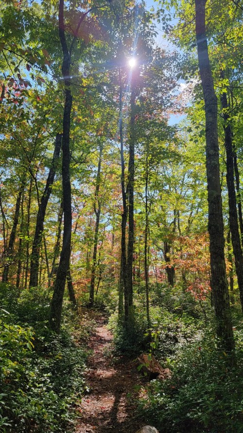 Sunlight filters through tall trees in a vibrant forest, illuminating a winding path surrounded by colorful foliage.