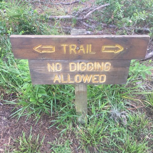 Wooden signpost with arrows pointing left and right, stating "TRAIL" and "NO DIGGING ALLOWED" in yellow letters.