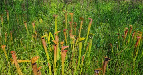 A cluster of tall, green and red pitcher plants surrounded by lush grass in a natural setting.