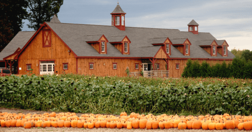 a beautiful farm building lies in the background behind a corn field and rows of freshly-picked pumpkins at parlee farms in ma