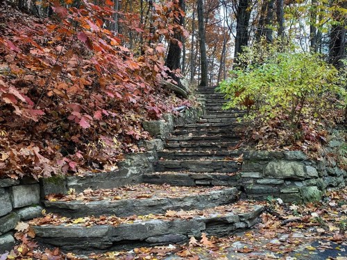 Stone steps surrounded by colorful autumn leaves and trees, leading up through a serene forest setting.