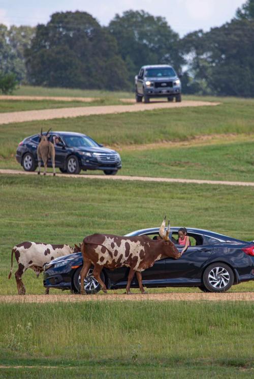 A car with a person inside is approached by cows on a grassy road, with other vehicles in the background.