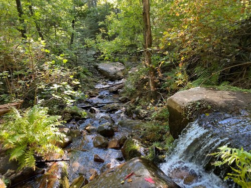 A serene forest scene featuring a small stream flowing over rocks, surrounded by lush greenery and ferns.
