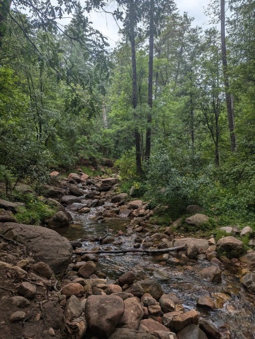 A serene forest scene with a rocky stream flowing through lush greenery and tall trees.