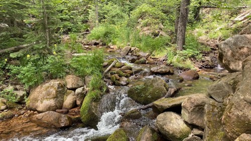 A serene stream flows over moss-covered rocks, surrounded by lush greenery and trees in a peaceful forest setting.
