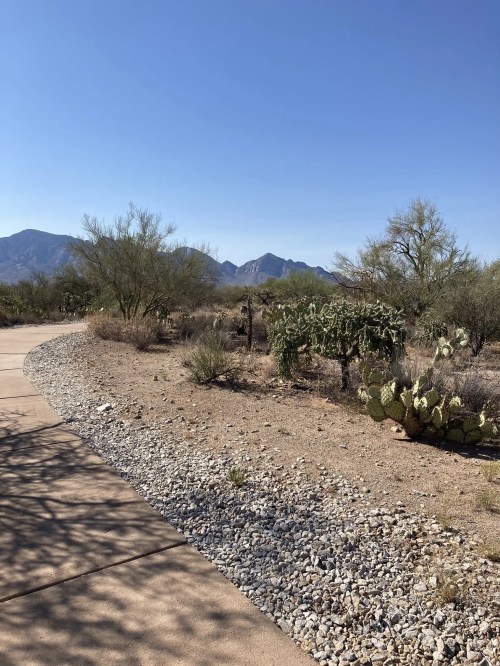 A winding path through a desert landscape with cacti and mountains in the background under a clear blue sky.