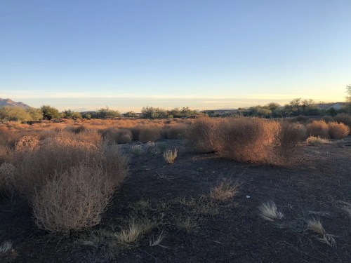 A vast landscape with dry, round bushes under a clear sky, showcasing a serene desert scene at sunset.