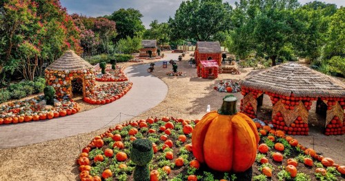A vibrant pumpkin patch with decorative huts, pathways, and colorful pumpkins surrounded by lush greenery.