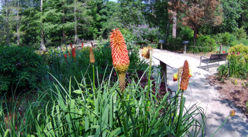 Vibrant red and orange flowers in a lush garden, with greenery and a bench in the background.