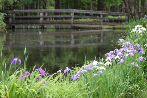 A serene pond surrounded by blooming purple and white irises, with a wooden bridge in the background.