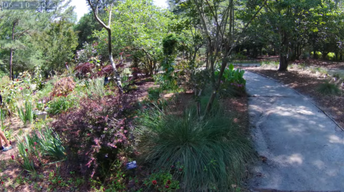 A lush garden with various plants and flowers, featuring a winding path surrounded by greenery and trees.