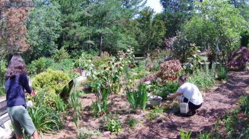 Two people tending to a lush garden filled with various plants and flowers on a sunny day.