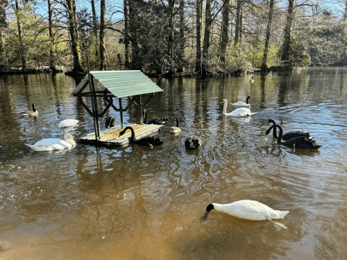 A serene pond with swans and black swans swimming around a small wooden shelter. Trees line the water's edge.
