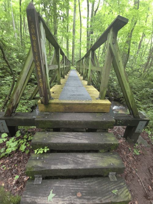 A wooden bridge leads through a lush green forest, surrounded by trees and foliage.
