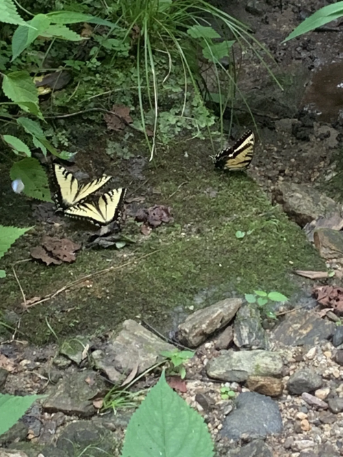 Two yellow and black butterflies resting on mossy ground surrounded by green foliage and small stones.
