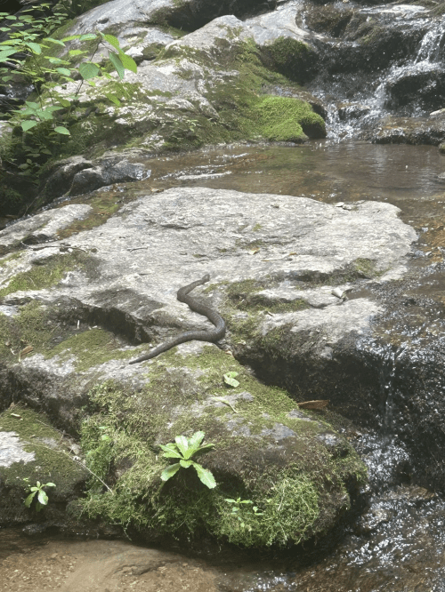A snake rests on a moss-covered rock by a small stream in a lush, green environment.