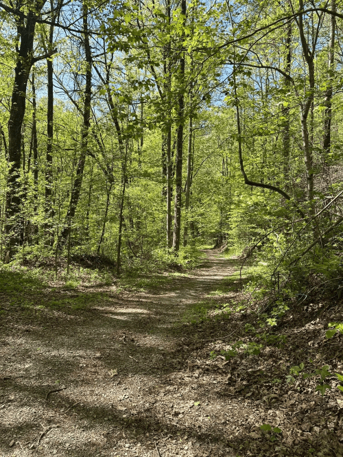 A winding dirt path through a lush green forest with tall trees and bright sunlight filtering through the leaves.