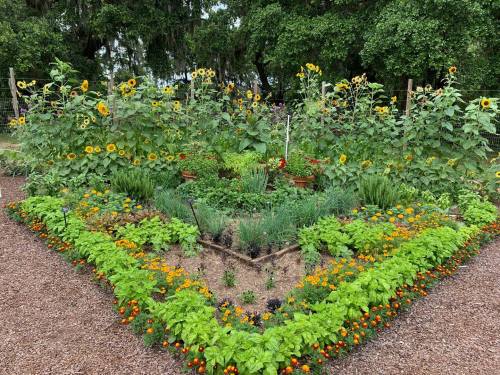 A vibrant garden featuring sunflowers, herbs, and colorful flowers arranged in a heart shape.
