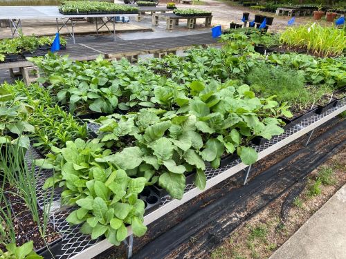 Lush green plants growing in trays at a nursery, with tables and blue flags in the background.