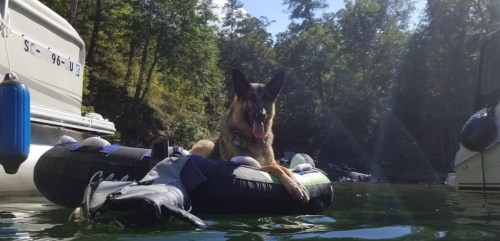 A dog relaxes on a floating tube in a calm lake surrounded by trees and boats.