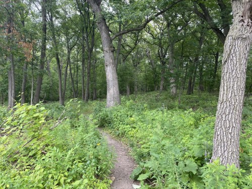 A winding dirt path through a lush green forest with tall trees and dense foliage on either side.
