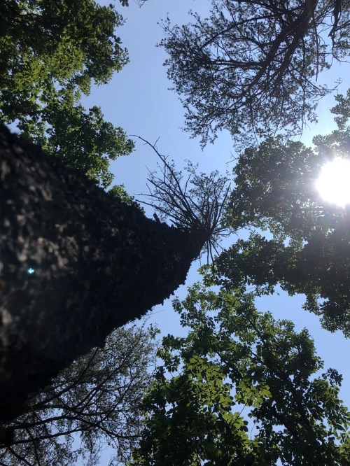 Looking up at a tall tree with a clear blue sky and sunlight filtering through the leaves.