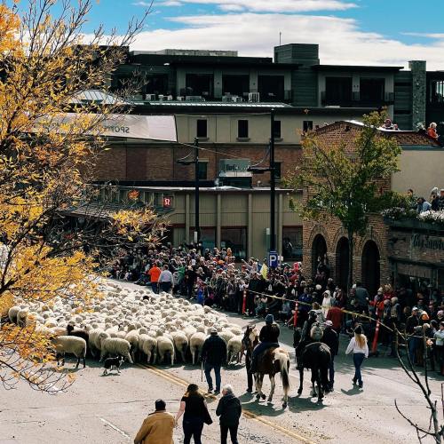 A crowd watches as sheep are herded down a street, with buildings and trees in the background on a sunny day.