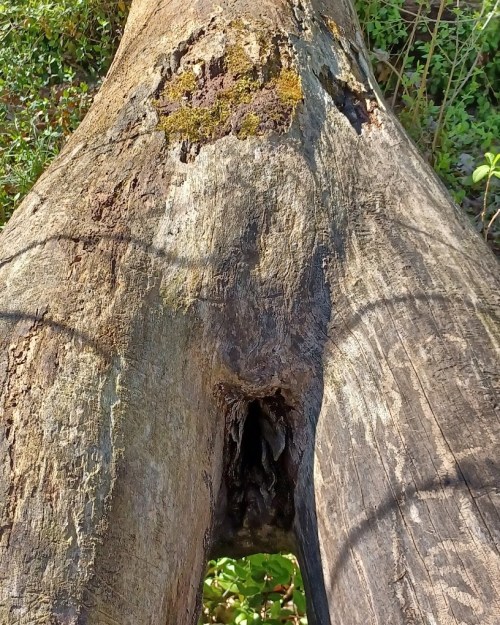Close-up of a weathered tree trunk with moss and a hollow section, surrounded by greenery.