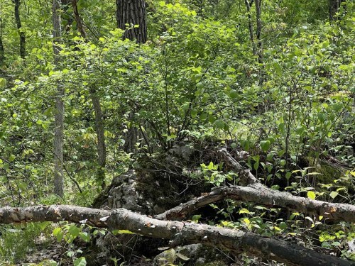 Lush green foliage and small trees in a forest, with fallen branches on the ground.