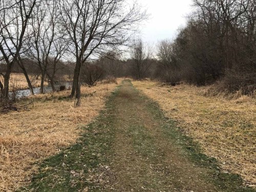A dirt path through a grassy area lined with bare trees, leading towards a distant wooded area.