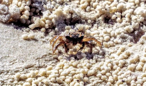 A small crab on sandy beach terrain, surrounded by tiny sand balls.
